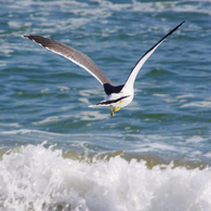 Sea gull　- Scene 01 -