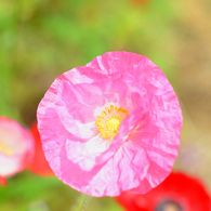 Poppy_1
