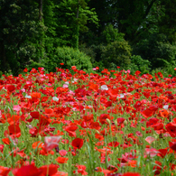 poppy_2