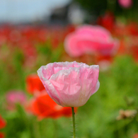 poppy_3