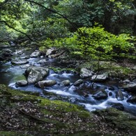 渓流を求めて