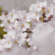 桜近撮04