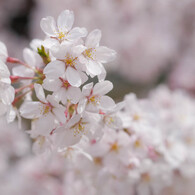 桜近撮05