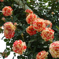 薔薇
