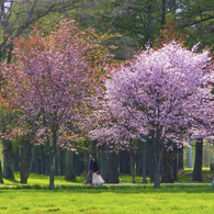 2人で桜見に