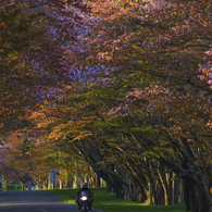 桜の道を