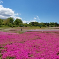 青空と芝桜
