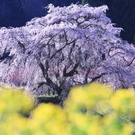 春爛漫