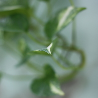 green#2