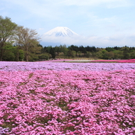 ピンクの裾野