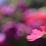 秋桜、初夏を感じて