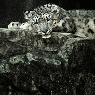 white watcher