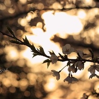夕刻の桜
