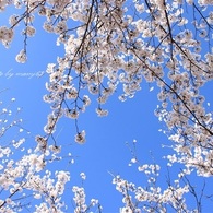 見上げる桜