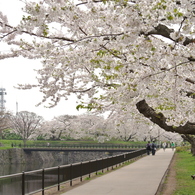 桜 函館五稜郭公園 2012年5月8日