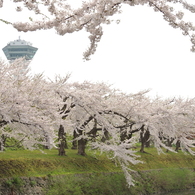 桜 函館五稜郭公園 2012年5月8日