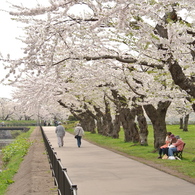 桜 函館五稜郭公園 2012年5月8日