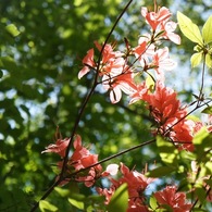 透き通る