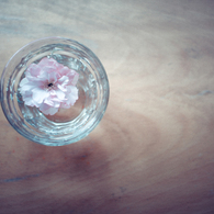 SAKURA OF ONE DAY #7