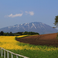 小岩井農場