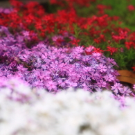 芝桜のコラボ