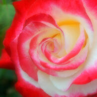 艶ROSE