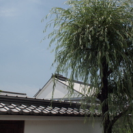 柳の木