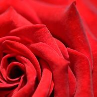 ＲＥＤ　３