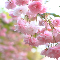 2012赤レンガ前_001