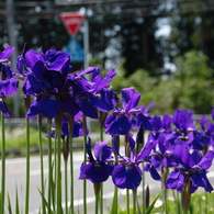 辻の花