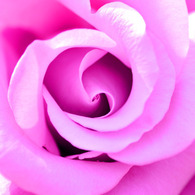 ＲＯＳＥ　７