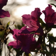 IMGP0666