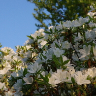 IMGP0678