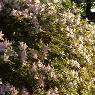 IMGP0680