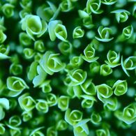 アジサイ　６　（ＧＲＥＥＮ　ＦＬＯＷＥＲ）
