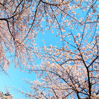 さくらのトンネル