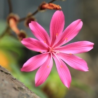 彩り