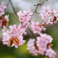 sakura002