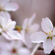 sakura003