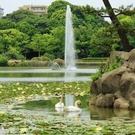 噴水と水鳥