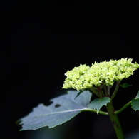 若芽