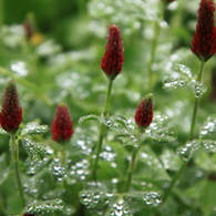 梅雨に咲く花