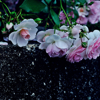 La Vie en rose　１