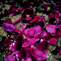 La Vie en rose　２