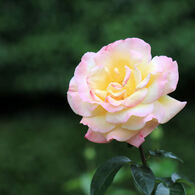 井頭公園薔薇園　EOS 7D