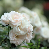 井頭公園薔薇園　EOS 7D