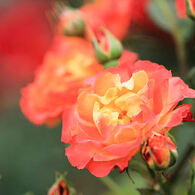 井頭公園薔薇園　EOS 7D