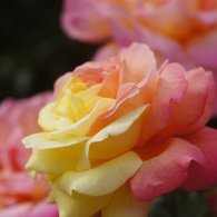 薔薇の名前は？