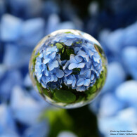 SORATAMA紫陽花　組写真