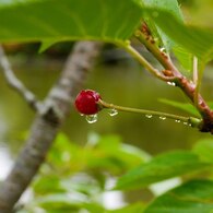 小雨